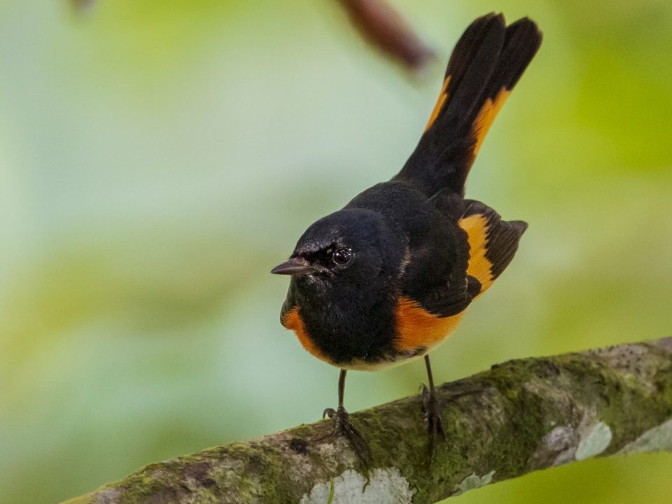 American Redstart