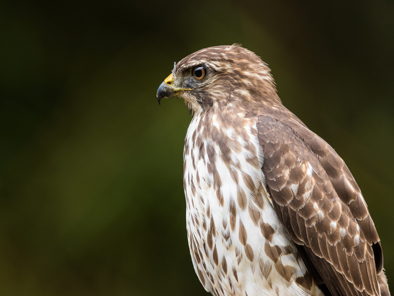 Broad winged Hawk Birding Trinbago Broad winged Hawk Birding Trinbago