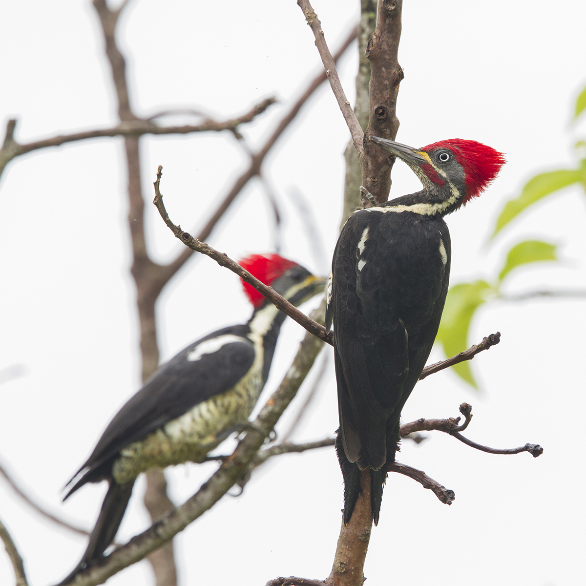 Linadted Lineated Woodpecker - Birding Trinbago