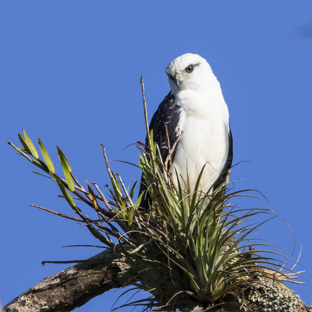 white-hawk-birding-trinbago